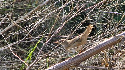 Bataklık kamışçını