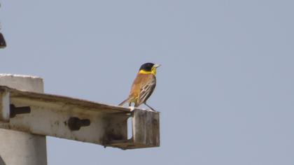 Karabaşlı kirazkuşu