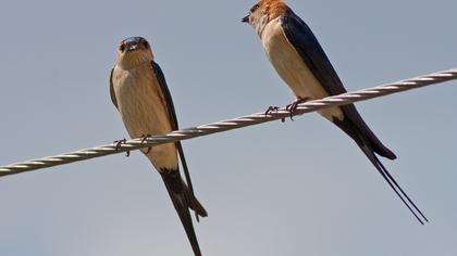 Kızıl kırlangıç