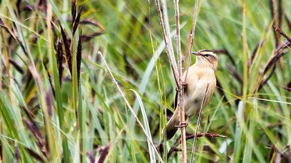 Kındıra kamışçını