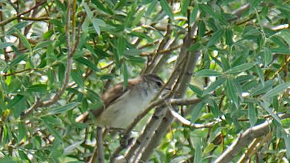 Büyük kamışçın