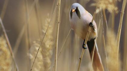 Bıyıklı baştankara