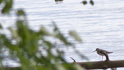 Terek düdükçünü