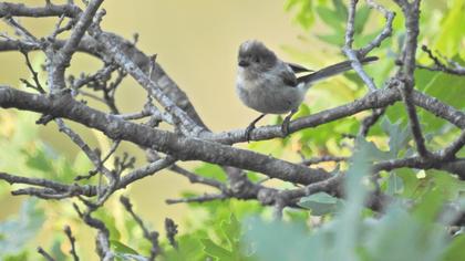 Uzunkuyruklu baştankara
