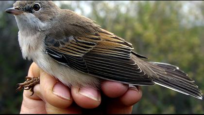 Akgerdanlı ötleğen