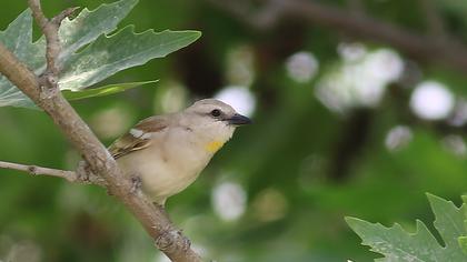 Sarıboğazlı serçe
