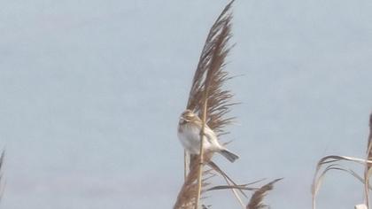 Bataklık Kirazkuşu