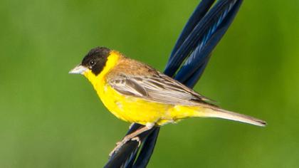 Karabaşlı kirazkuşu