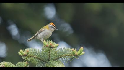 Sürmeli çalıkuşu