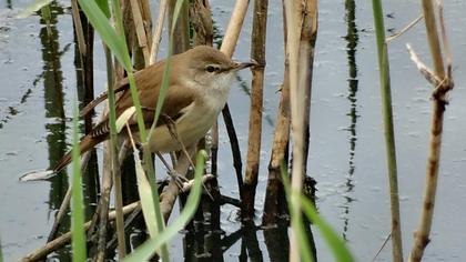Büyük kamışçın