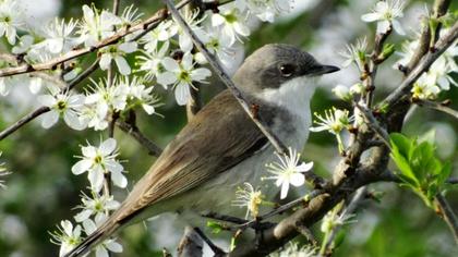Küçük akgerdanlı ötleğen