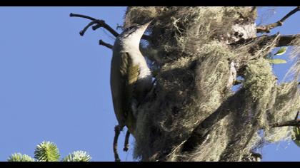 Küçük yeşil ağaçkakan