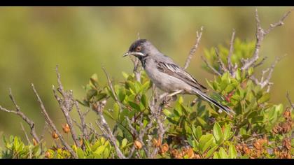 Karaboğazlı ötleğen