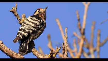 Küçük ağaçkakan