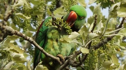 İskender papağanı