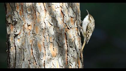 Bahçe tırmaşıkkuşu