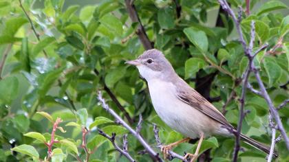 Akgerdanlı ötleğen