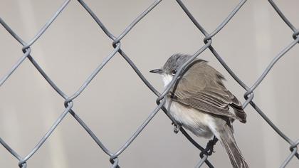 Küçük akgerdanlı ötleğen