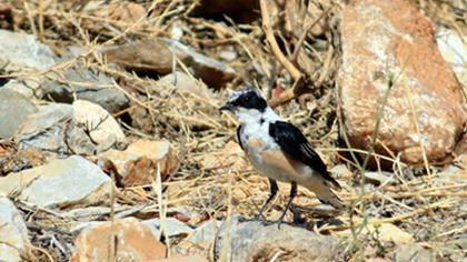 Karakulaklı kuyrukkakan