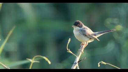 Pembegöğüslü ötleğen