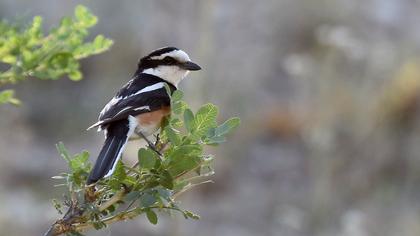 Maskeli örümcekkuşu