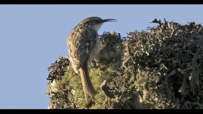 Bahçe tırmaşıkkuşu