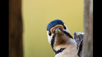 Orman alaca ağaçkakanı