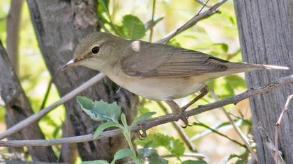 Kuzey kamışçını