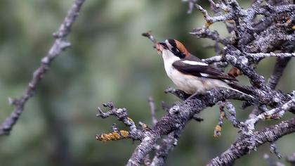 Kızılbaşlı örümcekkuşu