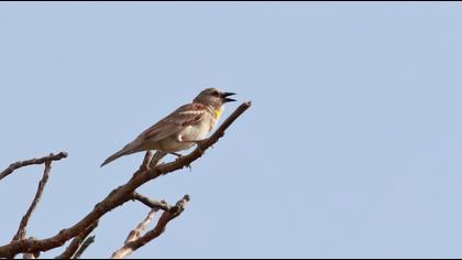 Sarıboğazlı serçe
