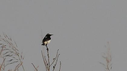 Aksırtlı kuyrukkakan