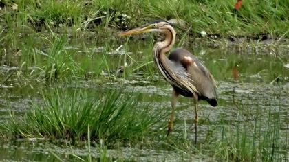 Erguvani balıkçıl