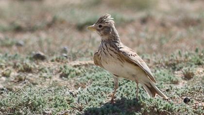 Türkistan çorak toygarı