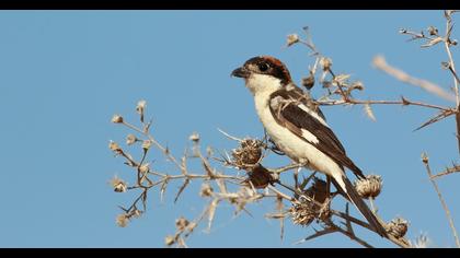 Kızılbaşlı örümcekkuşu
