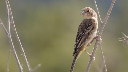 Karabaşlı kirazkuşu