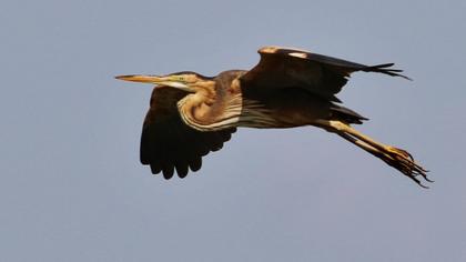 Erguvani balıkçıl