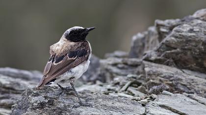 Karakulaklı kuyrukkakan