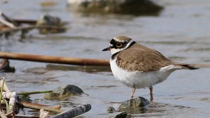 Halkalı küçük cılıbıt