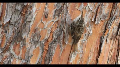 Orman tırmaşıkkuşu