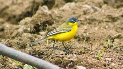 Sarı kuyruksallayan