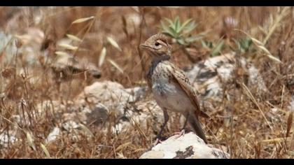 Türkistan çorak toygarı