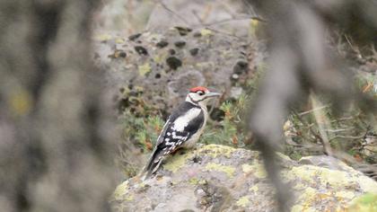 Orman alaca ağaçkakanı