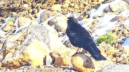 Sarıgagalı dağ kargası