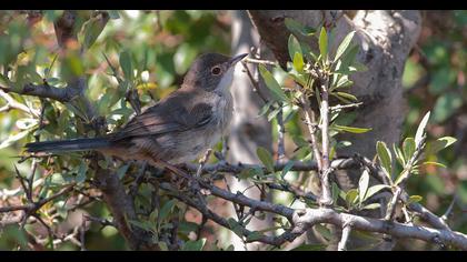 Bıyıklı ötleğen