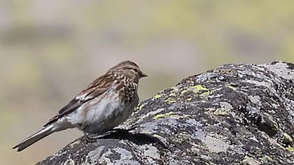 Sarıgagalı ketenkuşu