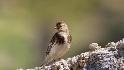 Sarıgagalı ketenkuşu