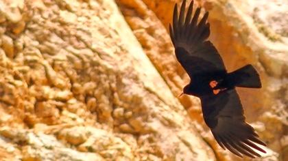 Kırmızıgagalı dağ kargası