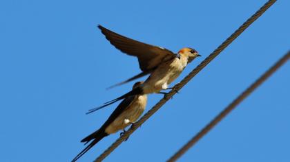 Kızıl kırlangıç