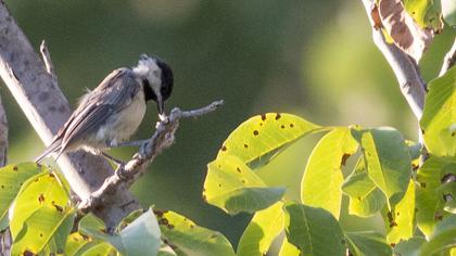 Akyanaklı baştankara
