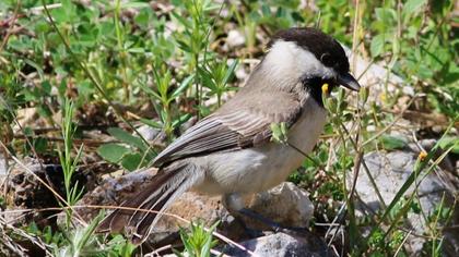 Akyanaklı baştankara